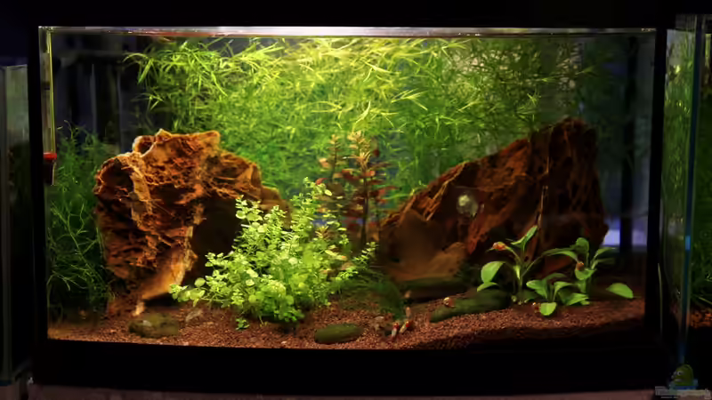 Aquarium Hauptansicht von Red Rili Sakura Aquarium Hauptansicht von Red Rili Sakura