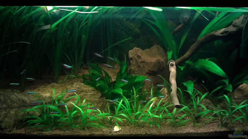 Aquarium Hauptansicht von Red Stones Aquarium Hauptansicht von Red Stones