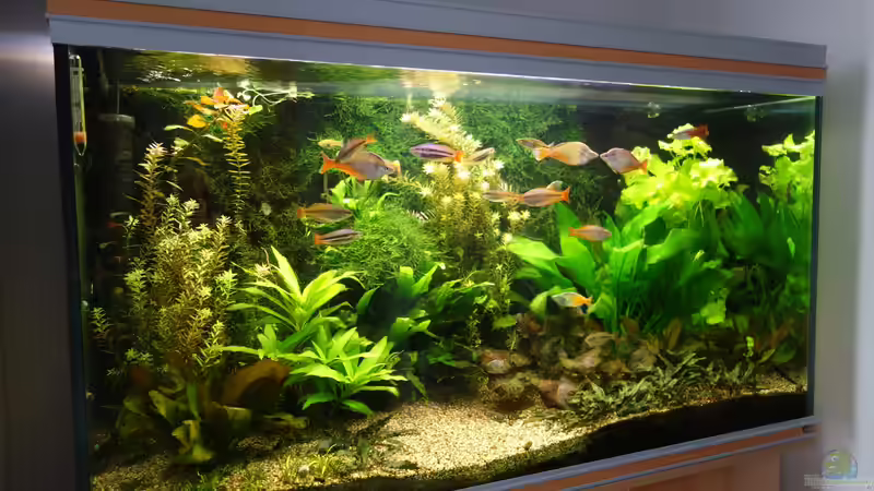 Aquarium Hauptansicht von Regenbogenfische Aquarium Hauptansicht von Regenbogenfische
