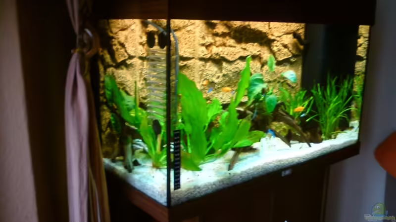 Aquarium Hauptansicht von rio 125 Aquarium Hauptansicht von rio 125