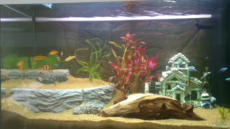 Aquarium Hauptansicht von Rio 125 Aquarium Hauptansicht von Rio 125