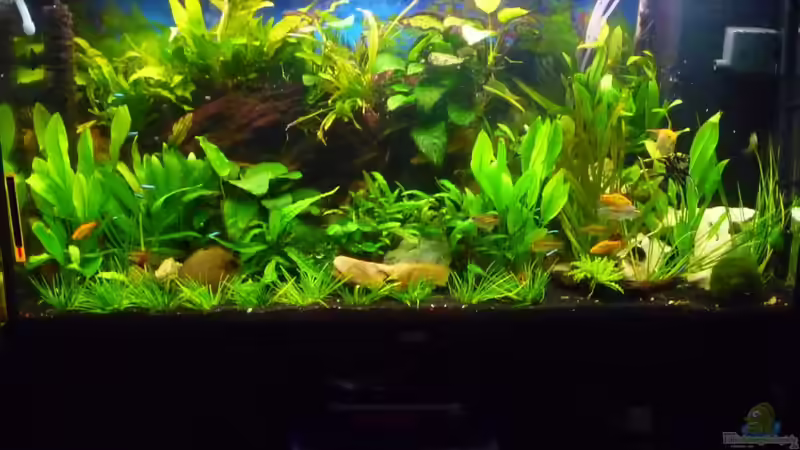 Aquarium Hauptansicht von Rio 300 Aquarium Hauptansicht von Rio 300