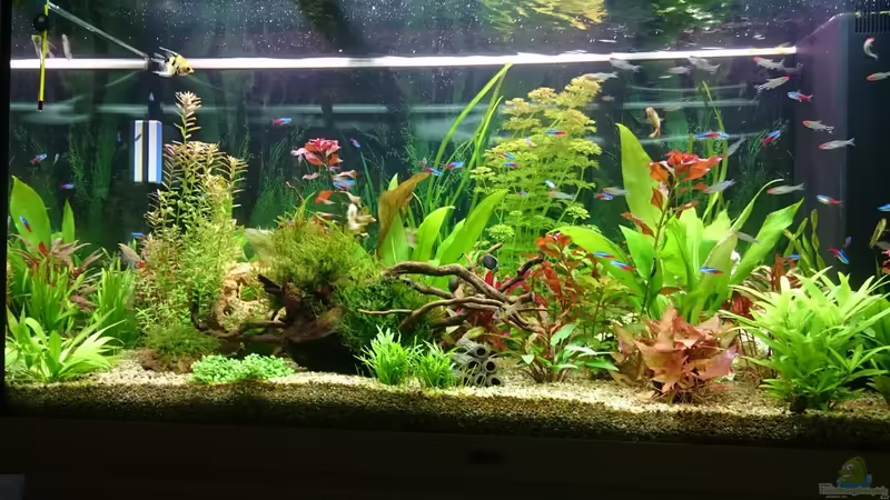 Aquarium Hauptansicht von Rio 300 Aquarium Hauptansicht von Rio 300