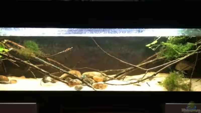 Aquarium Hauptansicht von Rio Gurupi Aquarium Hauptansicht von Rio Gurupi