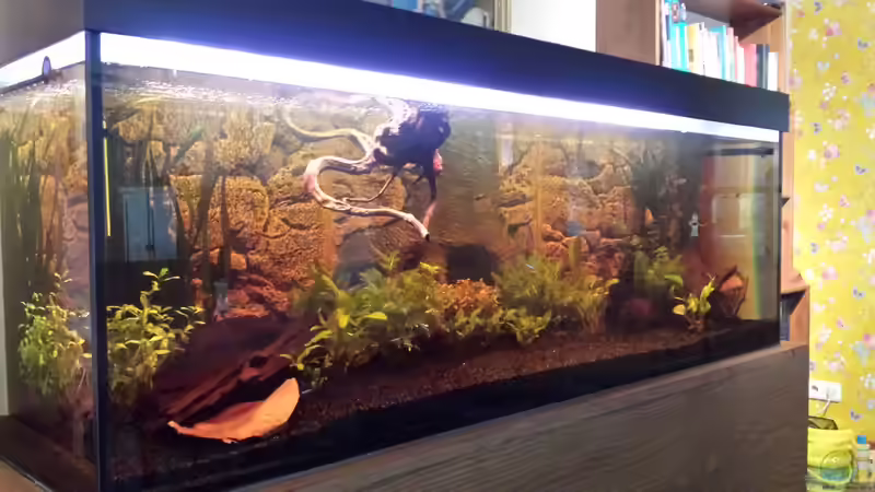 Aquarium Hauptansicht von Rio Jari Nordfriesland Aquarium Hauptansicht von Rio Jari Nordfriesland