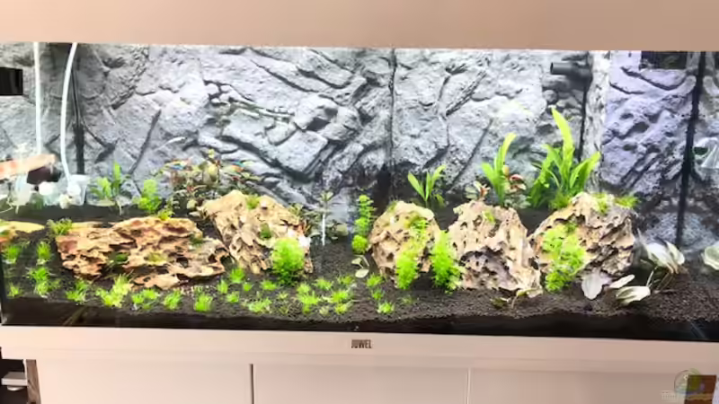 Aquarium Hauptansicht von RIO Juwel 180 Aquarium Hauptansicht von RIO Juwel 180
