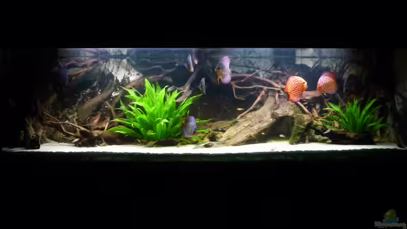 Aquarium Hauptansicht von Rio Pampo (aufgelöst) Aquarium Hauptansicht von Rio Pampo (aufgelöst)