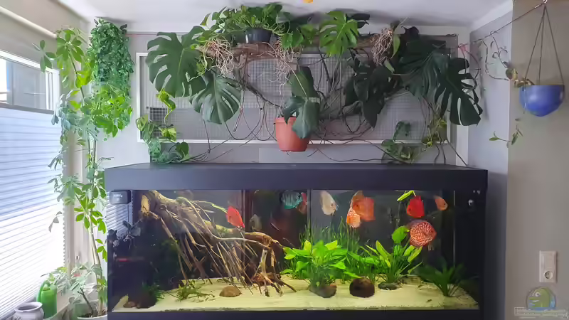 Aquarium Hauptansicht von Ronny Aquarium Hauptansicht von Ronny