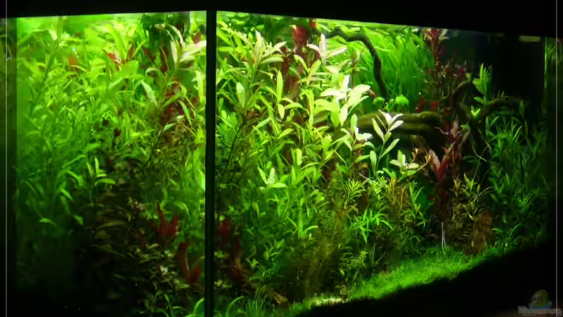 Aquarium Hauptansicht von Rooky nature Aquarium Hauptansicht von Rooky nature