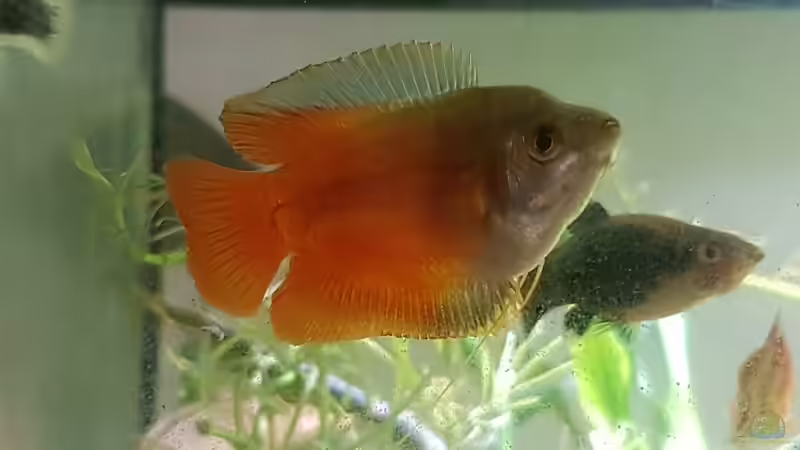 Aquarium Hauptansicht von Rotkopfsalmler - Gesellschaftsbecken Aquarium Hauptansicht von Rotkopfsalmler - Gesellschaftsbecken