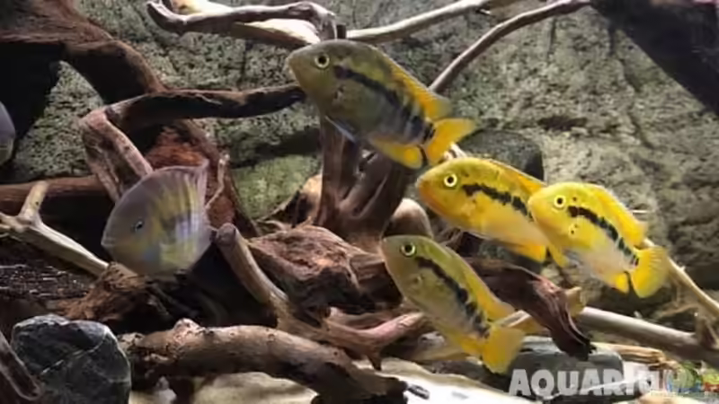 Aquarium Hauptansicht von Rubens' Mittelamerika - 575 Liter Aquarium Hauptansicht von Rubens' Mittelamerika - 575 Liter