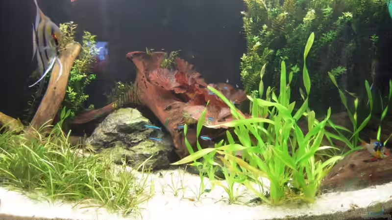 Aquarium Hauptansicht von Rückkehr Aquarium Hauptansicht von Rückkehr