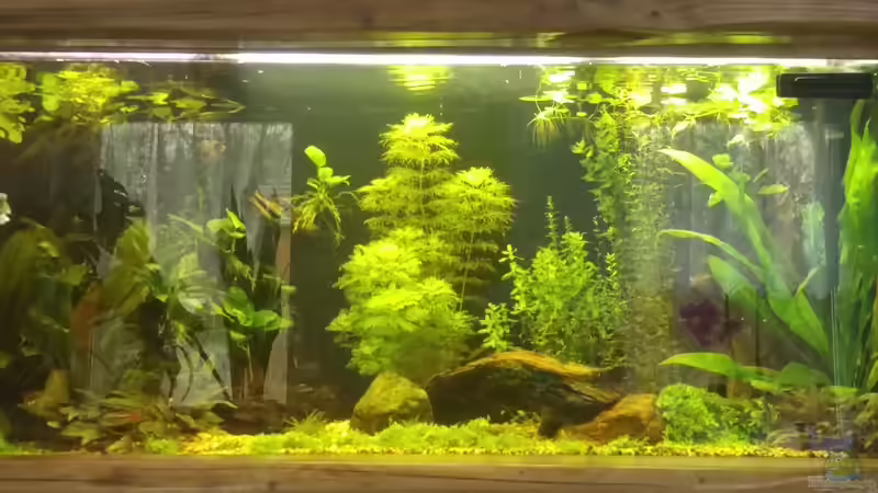 Aquarium Hauptansicht von Ruhe Zone Aquarium Hauptansicht von Ruhe Zone