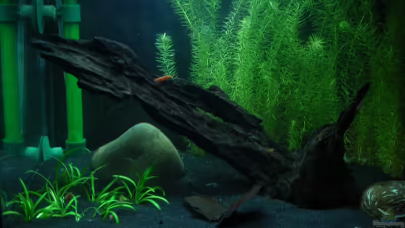 Aquarium Hauptansicht von Sakura's World Aquarium Hauptansicht von Sakura's World