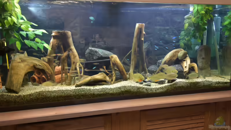 Aquarium Hauptansicht von Salmler-Connection Aquarium Hauptansicht von Salmler-Connection