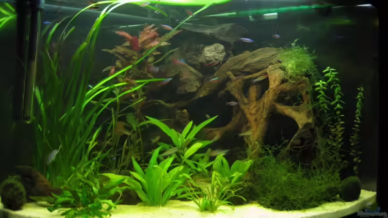 Aquarium Hauptansicht von Salmlerhabiat Aquarium Hauptansicht von Salmlerhabiat