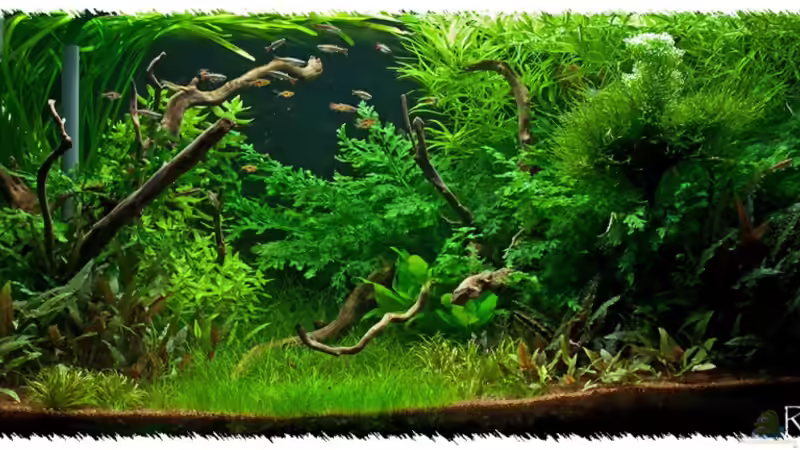 Aquarium Hauptansicht von Schauaquarium 350l Aquarium Hauptansicht von Schauaquarium 350l