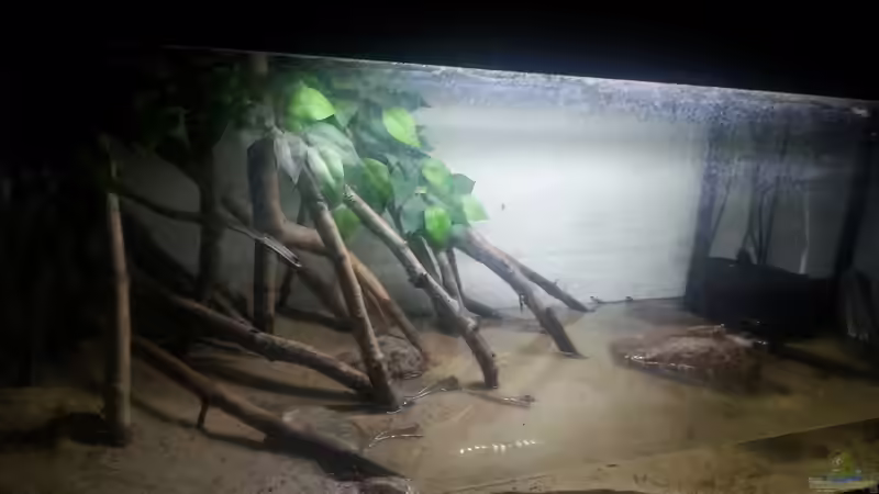 Aquarium Hauptansicht von Schlammspringer Pfütze(Aufgelöst) Aquarium Hauptansicht von Schlammspringer Pfütze(Aufgelöst)