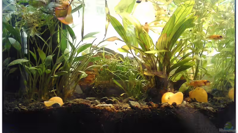 Aquarium Hauptansicht von Schneckenbuntbarsche Zuchtbecken Aquarium Hauptansicht von Schneckenbuntbarsche Zuchtbecken