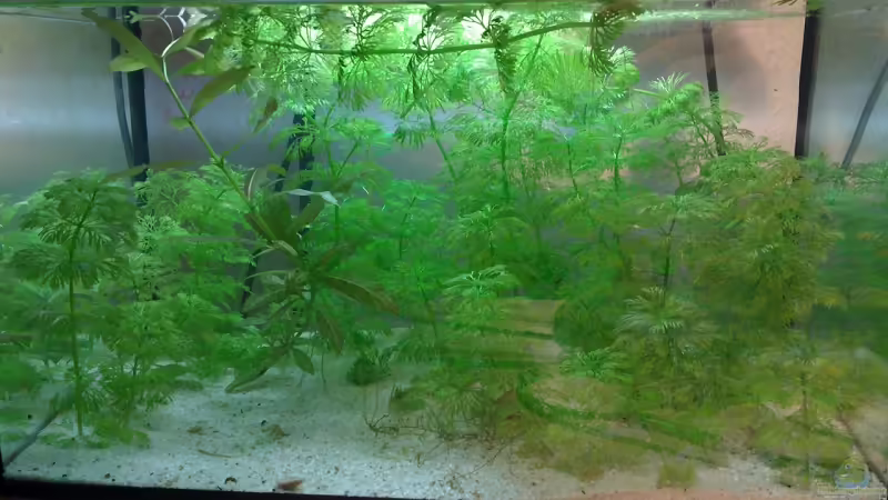 Aquarium Hauptansicht von Schreibtisch Aquarium Hauptansicht von Schreibtisch