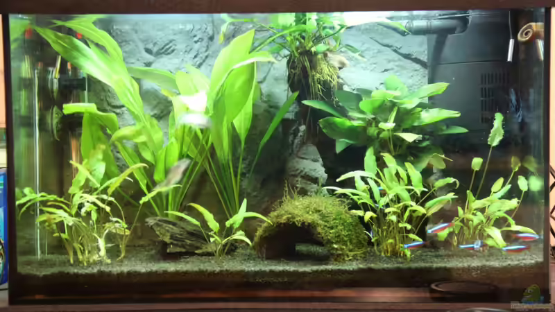 Aquarium Hauptansicht von Schreibtischdschungel Aquarium Hauptansicht von Schreibtischdschungel