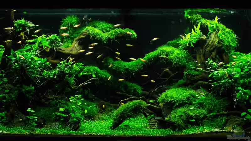 Aquarium Hauptansicht von Schulaquarium Aquarium Hauptansicht von Schulaquarium