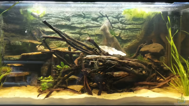 Aquarium Hauptansicht von Schwerpunkt Südamerika Aquarium Hauptansicht von Schwerpunkt Südamerika