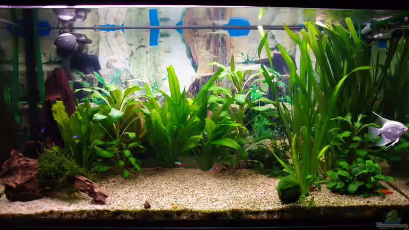 Aquarium Hauptansicht von Schwimmraum Aquarium Hauptansicht von Schwimmraum