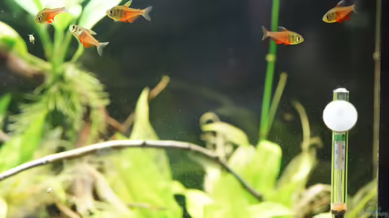 Aquarium Hauptansicht von Seeks Attention Aquarium Hauptansicht von Seeks Attention