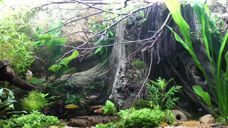 Aquarium Hauptansicht von SEPULTURA Aquarium Hauptansicht von SEPULTURA