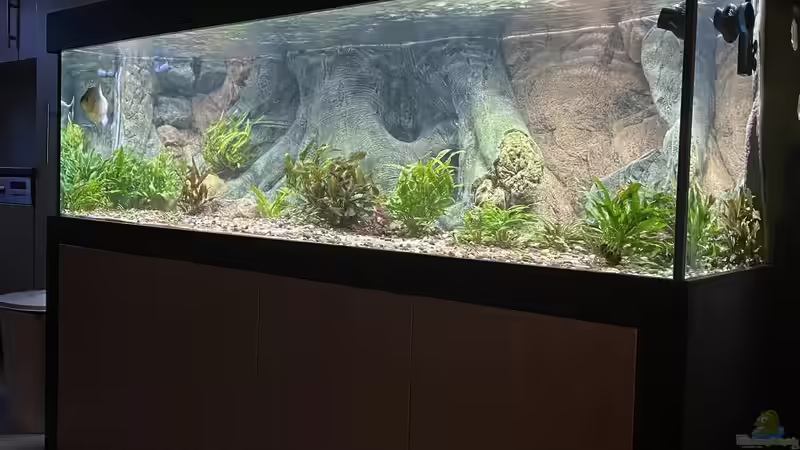 Aquarium Hauptansicht von Serrasalmus Immaculatus Aquarium Hauptansicht von Serrasalmus Immaculatus