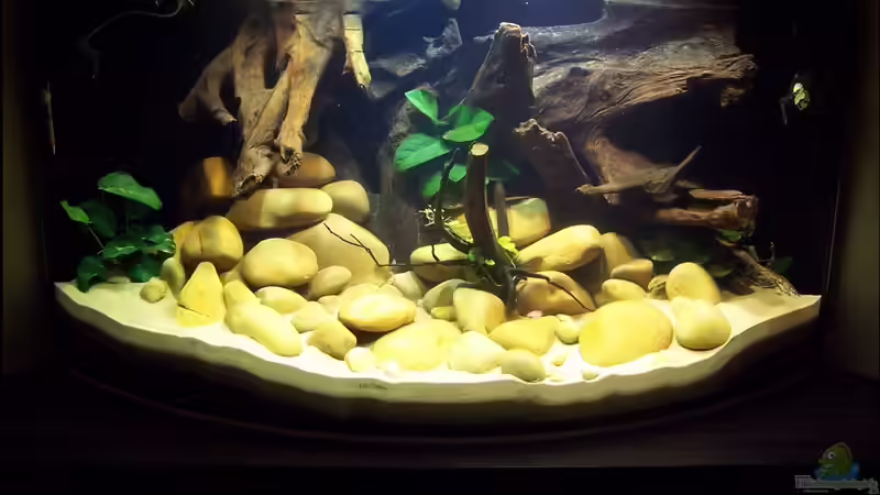 Aquarium Hauptansicht von Sewellia Artenbecken Aquarium Hauptansicht von Sewellia Artenbecken