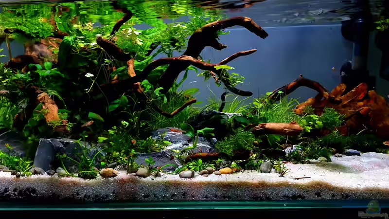 Aquarium Hauptansicht von Shallow Tributary Aquarium Hauptansicht von Shallow Tributary