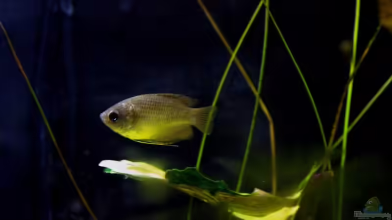 Aquarium Hauptansicht von simple Aquarium Hauptansicht von simple