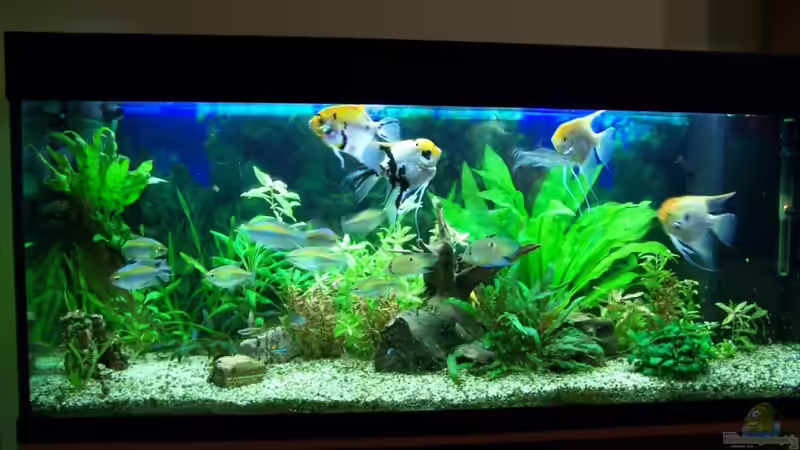 Aquarium Hauptansicht von Skalar Aquarium Hauptansicht von Skalar
