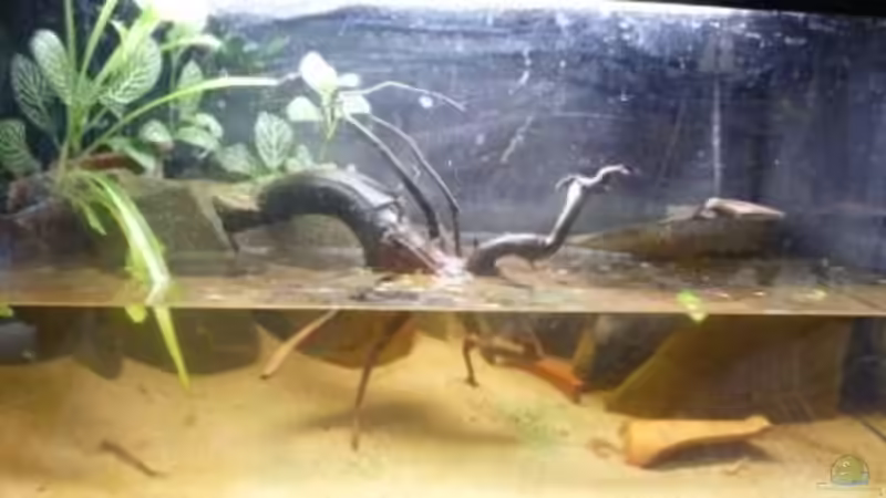 Aquarium Hauptansicht von So nicht mehr vorhanden Aquarium Hauptansicht von So nicht mehr vorhanden