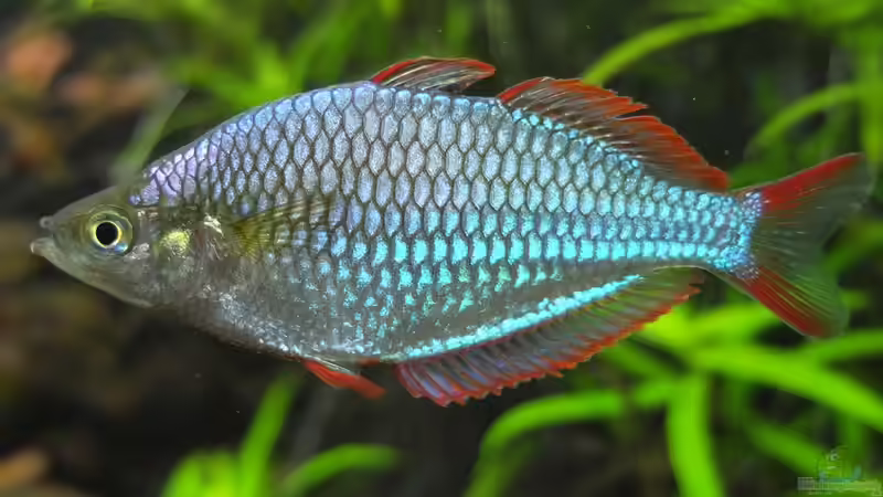 Aquarium Hauptansicht von Somewhere....(Nicht mehr aktuell) Aquarium Hauptansicht von Somewhere....(Nicht mehr aktuell)