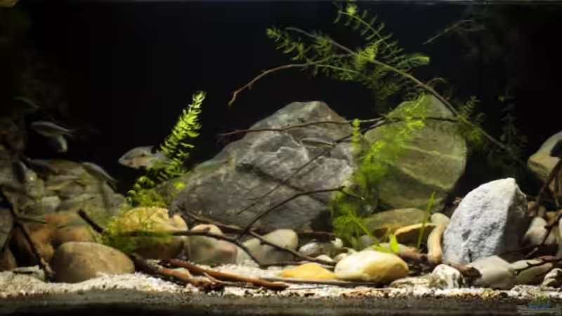 Aquarium Hauptansicht von Sopa De Pescado Aquarium Hauptansicht von Sopa De Pescado