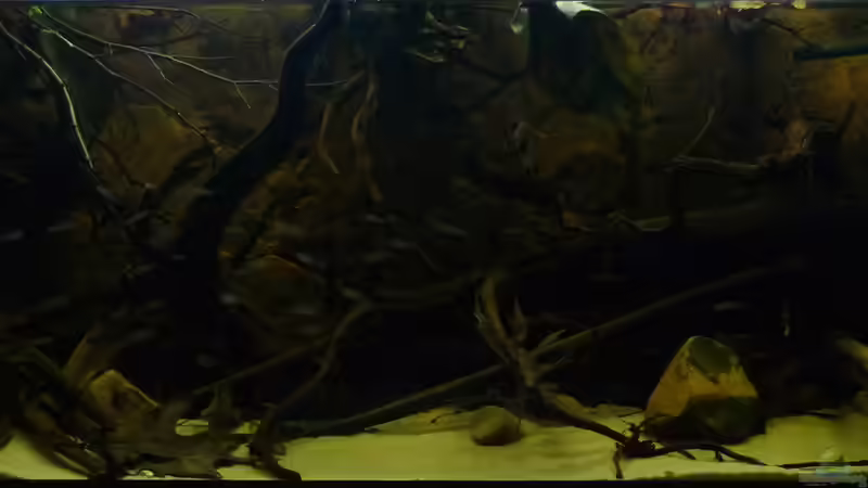 Aquarium Hauptansicht von South America Biotope Nur noch als Beispiel Aquarium Hauptansicht von South America Biotope Nur noch als Beispiel