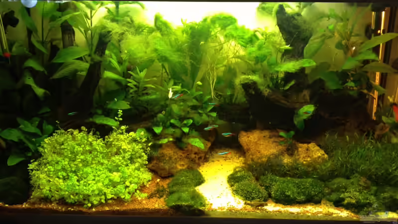 Aquarium Hauptansicht von South-America-Landscape Aquarium Hauptansicht von South-America-Landscape