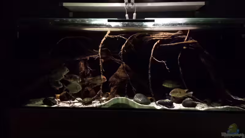 Aquarium Hauptansicht von Southamerican wood Aquarium Hauptansicht von Southamerican wood