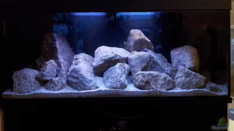 Aquarium Hauptansicht von Steffen`s Mbunas Aquarium Hauptansicht von Steffen`s Mbunas