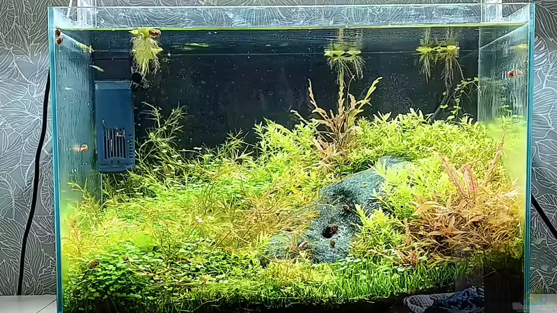 Aquarium Hauptansicht von Stoned Aquarium Hauptansicht von Stoned