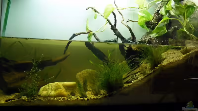 Aquarium Hauptansicht von Stream Banks In West Africa Aquarium Hauptansicht von Stream Banks In West Africa