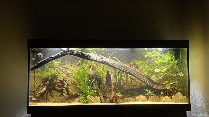 Aquarium Hauptansicht von Süd-/Mittelamerika Platy Aquarium Aquarium Hauptansicht von Süd-/Mittelamerika Platy Aquarium