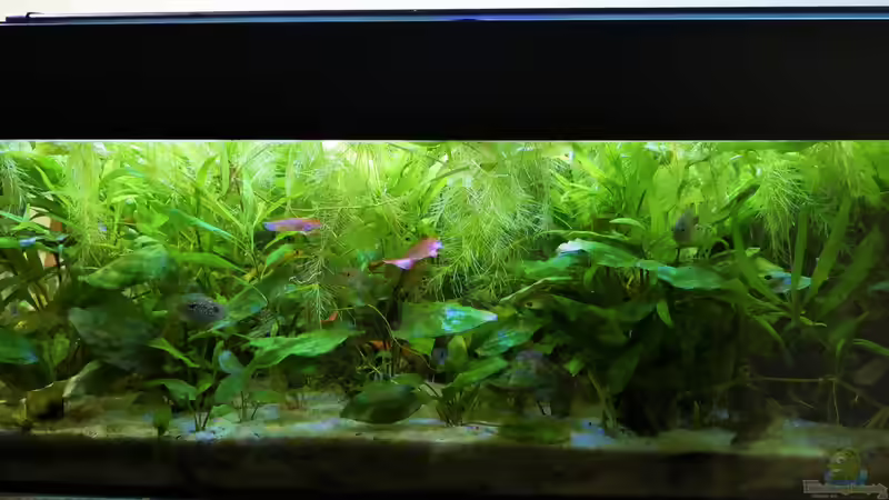 Aquarium Hauptansicht von Süd-Mittelamerikansiches Gesellschaftsbecken Aquarium Hauptansicht von Süd-Mittelamerikansiches Gesellschaftsbecken