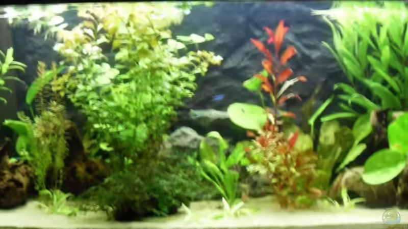Aquarium Hauptansicht von Südamerika 160L Aquarium Hauptansicht von Südamerika 160L