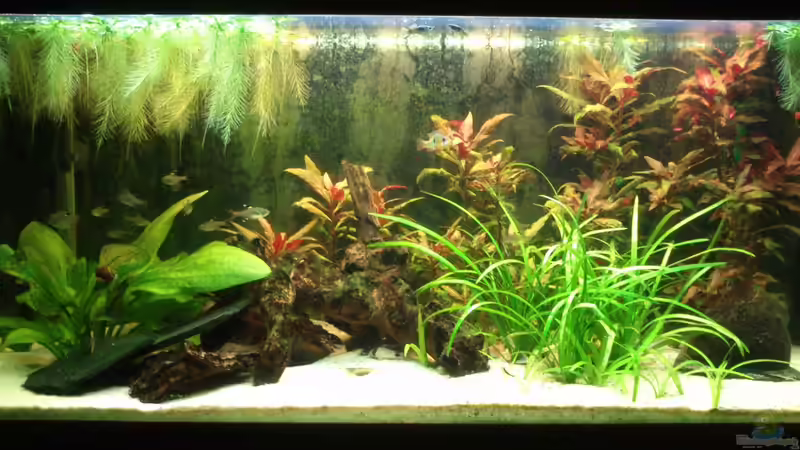 Aquarium Hauptansicht von Südamerika 180 Aquarium Hauptansicht von Südamerika 180