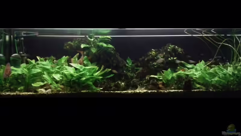 Aquarium Hauptansicht von Südamerika 2 Aquarium Hauptansicht von Südamerika 2