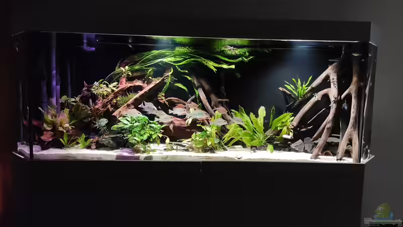 Aquarium Hauptansicht von Südamerika-Becken (Zu Verkaufen) Aquarium Hauptansicht von Südamerika-Becken (Zu Verkaufen)